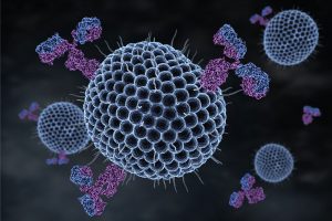 herpes virus and antibodies